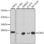HP1 alpha Antibody in Western Blot (WB)