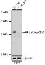 HP1 alpha Antibody