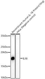 IL-18 Polyclonal Antibody
