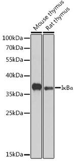 IkB alpha Polyclonal Antibody