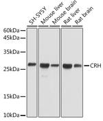 CRF Polyclonal Antibody
