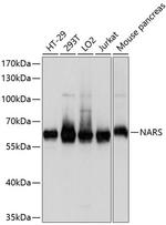 NARS Polyclonal Antibody