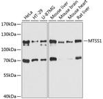 MTSS1 Polyclonal Antibody