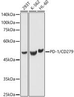 PD-1 (CD279) Antibody in Western Blot (WB)