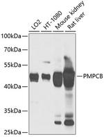 PMPCB Polyclonal Antibody