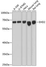 EHD2 Polyclonal Antibody