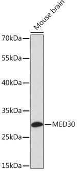 MED30 Antibody in Western Blot (WB)