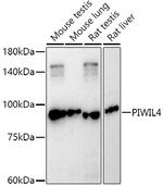 PIWIL4 Antibody in Western Blot (WB)