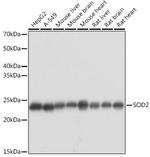 SOD2 (MnSOD) Antibody in Western Blot (WB)