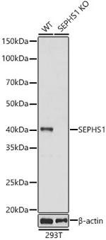 SEPHS1 Antibody in Western Blot (WB)