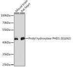 PHD1 Antibody in Western Blot (WB)