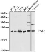 THOC7 Polyclonal Antibody