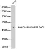 alpha Galactosidase Polyclonal Antibody