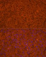 ApoC3 Polyclonal Antibody