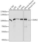 EMR2 Polyclonal Antibody
