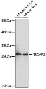 NECAP2 Polyclonal Antibody