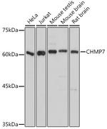 CHMP7 Polyclonal Antibody