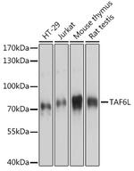 TAF6L Polyclonal Antibody