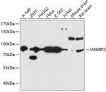 JAKMIP2 Polyclonal Antibody