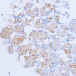 NME6 Antibody in Immunohistochemistry (Paraffin) (IHC (P))