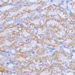 NME6 Antibody in Immunohistochemistry (Paraffin) (IHC (P))