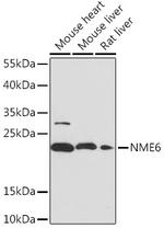 NME6 Antibody in Western Blot (WB)