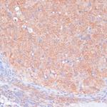 LRP1 Antibody in Immunohistochemistry (Paraffin) (IHC (P))