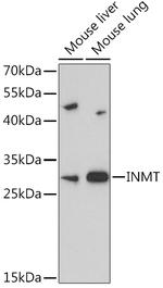 INMT Antibody in Western Blot (WB)