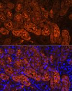 MIOX Polyclonal Antibody