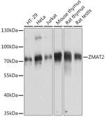 ZMAT2 Antibody in Western Blot (WB)