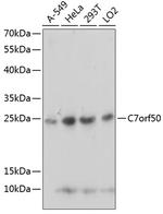 C7orf50 Polyclonal Antibody
