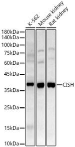CIS Antibody in Western Blot (WB)