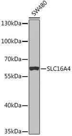 SLC16A4 Antibody in Western Blot (WB)