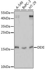 DEXI Polyclonal Antibody