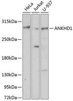 ANKHD1 Polyclonal Antibody