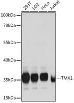 TMX Antibody in Western Blot (WB)