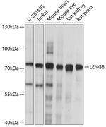 LENG8 Antibody in Western Blot (WB)