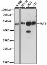 FUT3 Polyclonal Antibody