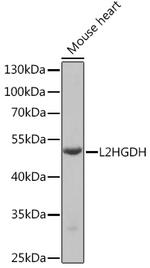 L2HGDH Antibody in Western Blot (WB)