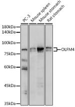 OLFM4 Polyclonal Antibody