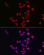 APC11 Polyclonal Antibody