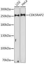 CDK5RAP2 Polyclonal Antibody