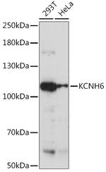 KCNH6 Polyclonal Antibody