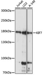 KIF7 Polyclonal Antibody