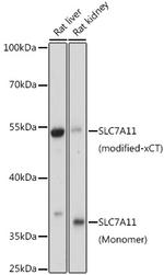 SLC7A11 Antibody in Western Blot (WB)
