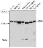 ITCH Polyclonal Antibody