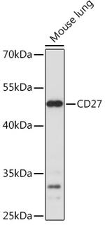 CD27 Polyclonal Antibody