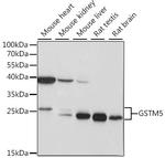 GSTM5 Polyclonal Antibody