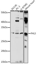 FHL5 Polyclonal Antibody