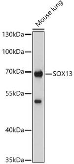 SOX13 Polyclonal Antibody